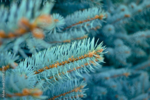 Fotografie Detailed macro of a blue spruce (silver spruce / Colorado spruce) branch, highlighting its silvery-blue needles and evergreen structure