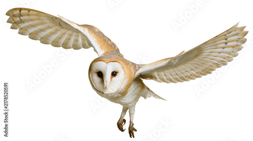 Bild auf Leinwand Barn owl with outstretched wings flying, isolated on transparent background