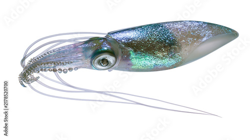 Foto Sparkling iridescent squid fishing lure detailed tentacles and eye, isolated on