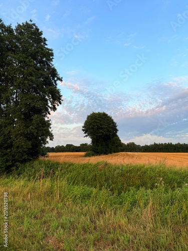 fields in the countryside, rural summer landscape without people