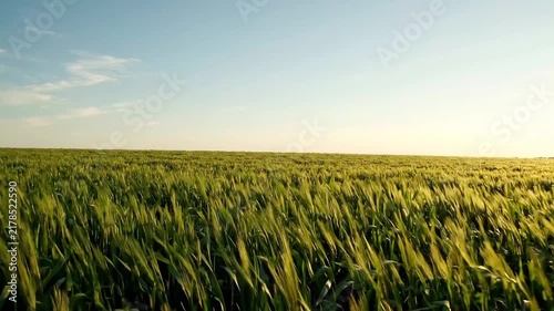 Green grass field swaying in the wind under a clear blue sky at sunset time with video wide green field grass moving gently wind during golden sunset agriculture countryside