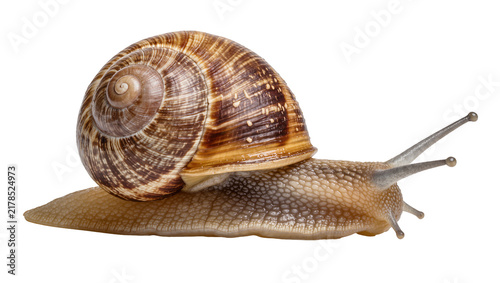 Fotografie Brown spiral shell snail with textured body, isolated on transparent background