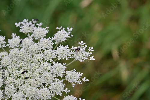 Macro view of a white umbelliferous wild flower with small insects in an Austrian meadow