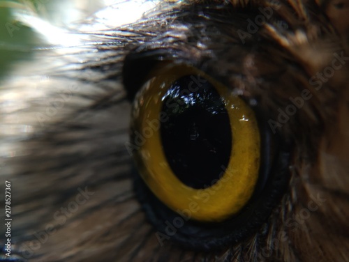 Owls' eyes are not spherical and cannot move. To see their surroundings, they rotate their heads up to 270 degrees. They also have three eyelids for various functions and excellent night vision.