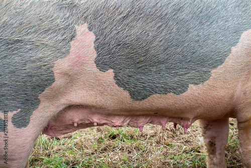 Close up van de spenen van een varken op een biologische varkensboerderij