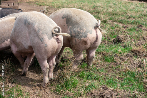 Krulstaart van varkens met vrije uitloop op weidegang