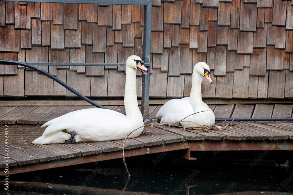 Obraz premium A pair of white swans sitting on a wooden platform. Animals, birds, ornithology, ecology.