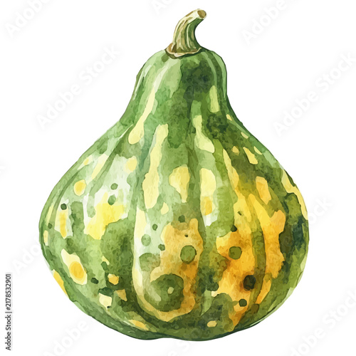 Watercolor illustration of Gourd, isolated on white background