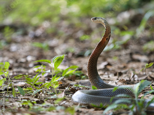 Fotografía Naja kaouthia or monocled cobra deadly serpent living on a dry leaf in the fores