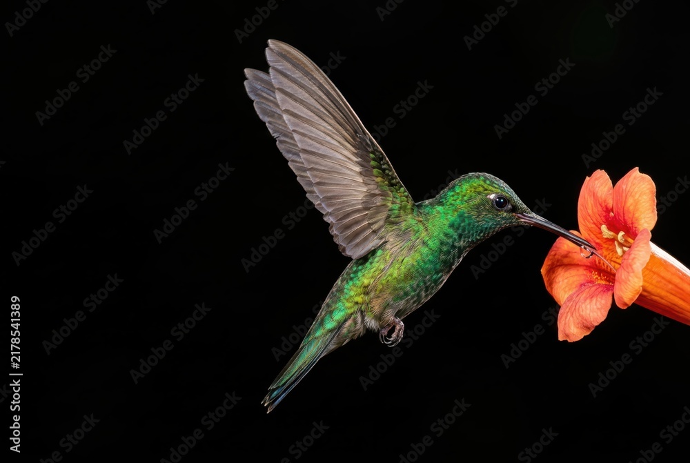 Fototapeta premium Nectar Hummingbird Feeding on Orange Flower