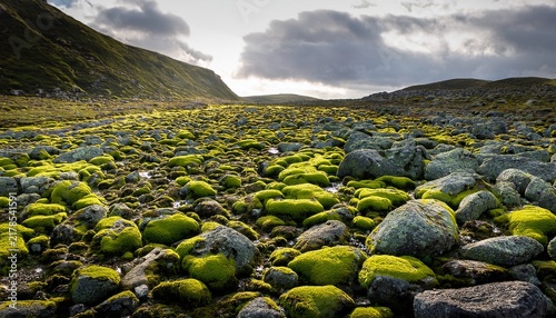 Rocky Ground With Moss