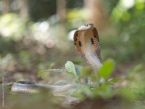 Foto Naja kaouthia or monocled cobra deadly serpent living on a dry leaf in the fores