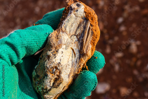 Obraz na plátně Close-up of a raw flint stone held in a green gloved hand against a blurred quar