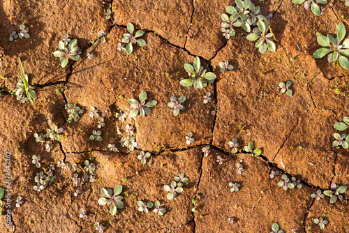 Photography Small green sprouts emerging from parched, cracked earth surface, depicting resi