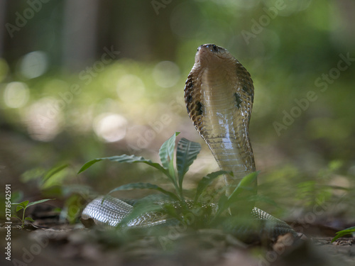 Foto Naja kaouthia or monocled cobra deadly serpent living on a dry leaf in the fores
