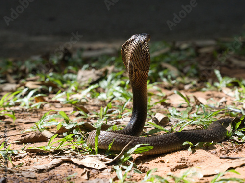 Foto Naja kaouthia or monocled cobra deadly serpent living on a dry leaf in the fores