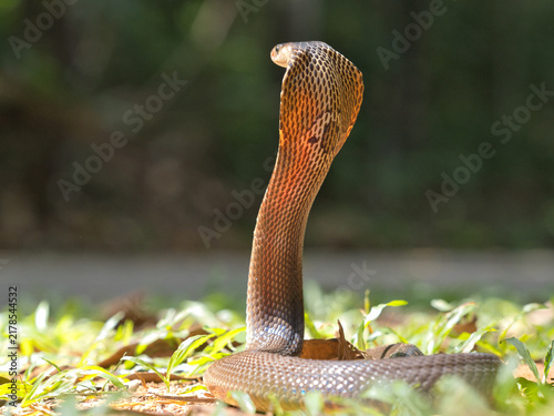 Foto Naja kaouthia or monocled cobra deadly serpent living on a dry leaf in the fores