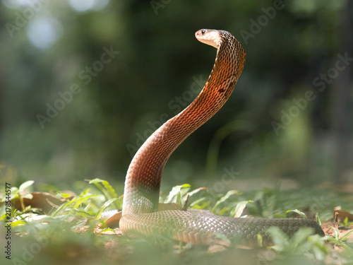 фотографія Naja kaouthia or monocled cobra deadly serpent living on a dry leaf in the fores