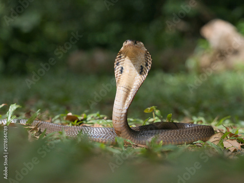 Принти на полотні Naja kaouthia or monocled cobra deadly serpent living on a dry leaf in the fores