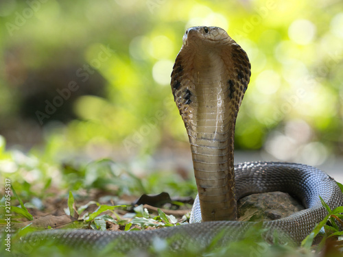 Принти на полотні Naja kaouthia or monocled cobra deadly serpent living on a dry leaf in the fores