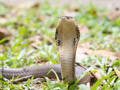Foto Naja kaouthia or monocled cobra deadly serpent living on a dry leaf in the fores