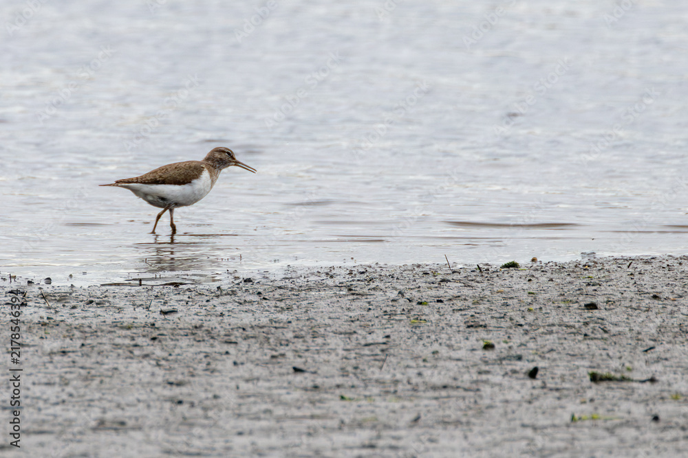 Obraz premium Common sandpiper walking on the mudflats
