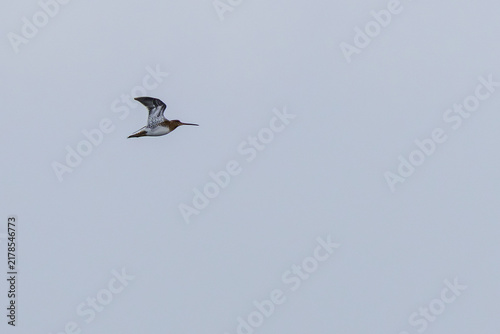 Foto Common snipe in flight