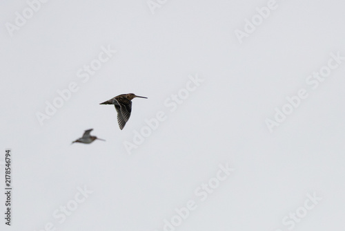 Foto Two common snipe in flight