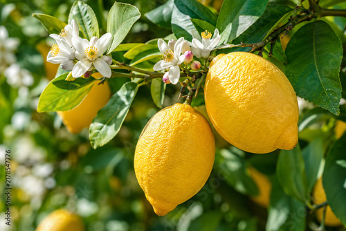 Ripe lemons and white blossoms growing on lemon tree