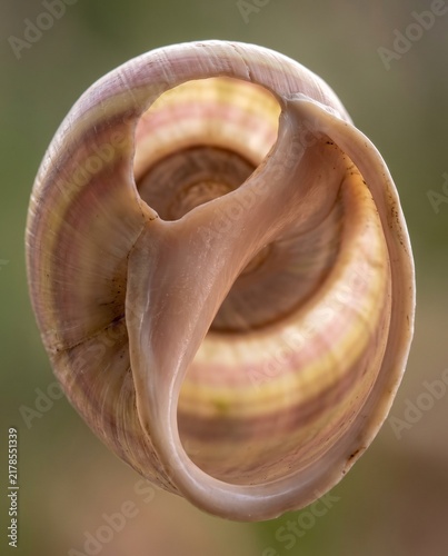 Fototapeta Interior view of an empty snail shell aperture revealing the central columella