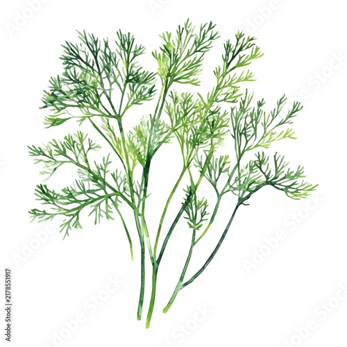 Dill, watercolor clipart isolated on white background