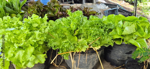 Obraz na płótnie Various varieties of lettuce, such as Green Oak and Butterhead,Frillice Iceberg, Red Oak are grown in black plastic pots