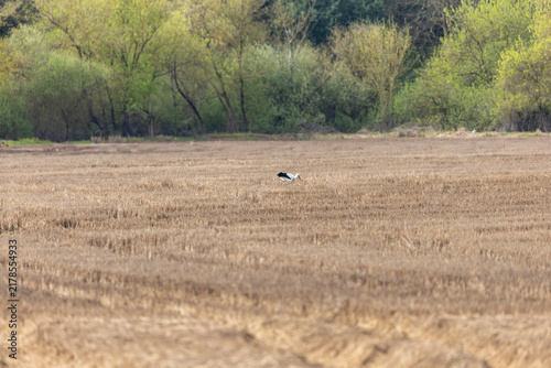 Bild auf Leinwand White stork foraging in dry stubble field with green trees