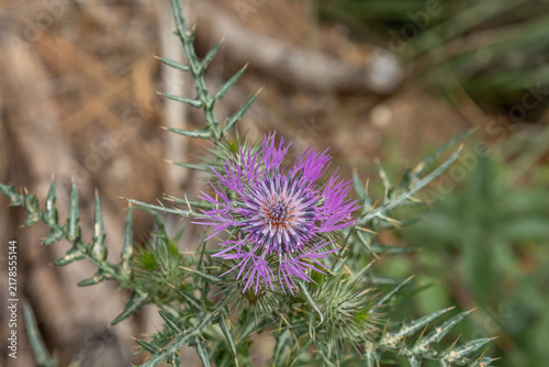 Konstfotografi Purple thistle flower blooming in wild nature outdoors