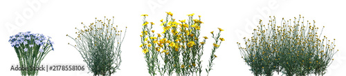 Set of Flax and Santolina rosmarinifolia (the holy flax or green lavender cotton) frontal isolated png on a transparent background perfectly cutout high resolution
