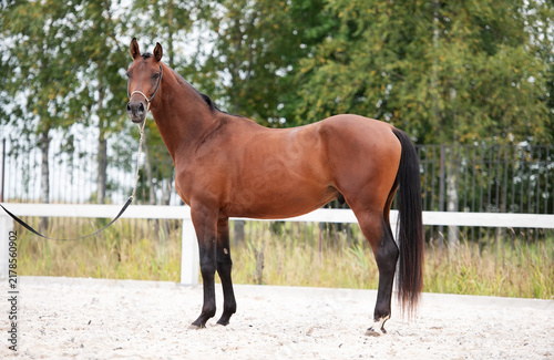 Принти на полотні beautiful young bay stallion of sportive TRakehner breed posing at outdoor manege at cloudy day