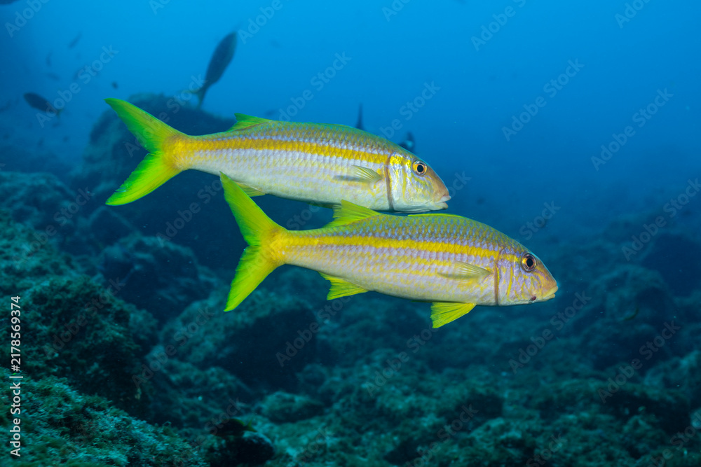 Fototapeta premium Mexican goatfish swimming near Socorro Island in Revillagigedo Archipelago