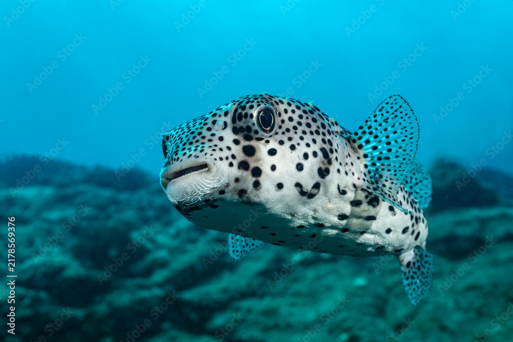Fototapeta premium Spot-fin porcupinefish swims near Socorro Island in Mexico