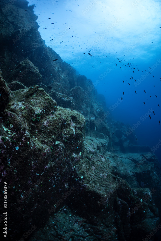 Fototapeta premium Underwater scene at Socorro Island in Revillagigedo Archipelago