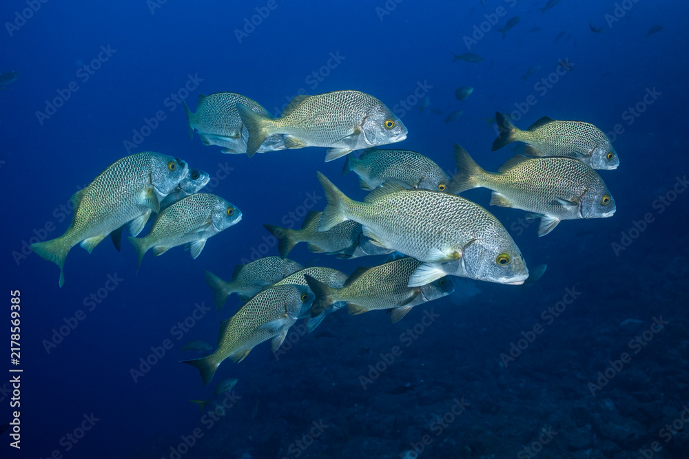 Obraz premium Golden-eye grunt near Socorro Island, Revillagigedo Archipelago