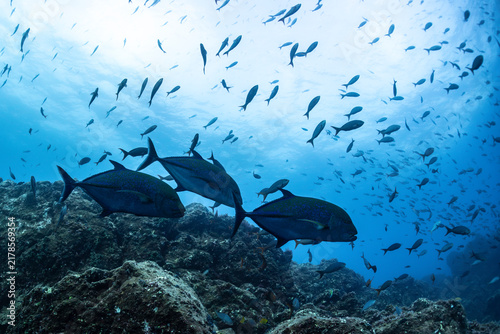 Canvastavla Schools of fish swim over rocky sea floor near Socorro Island, Mexico