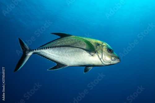 Black trevally swim in clear waters of Socorro Island in Mexico