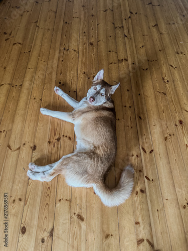 Siberian Husky lying on a wooden floor looking at the camera