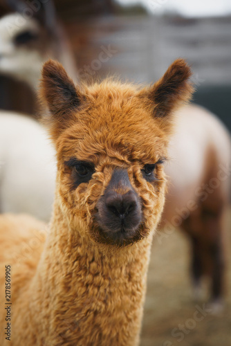 Canvastavla Brown alpaca appears to smile in a friendly outdoor portrait, ideal for cheerful