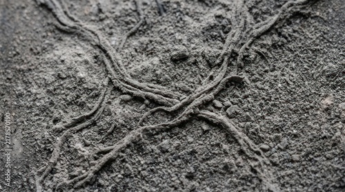 Close up of textured ground with intersecting root patterns