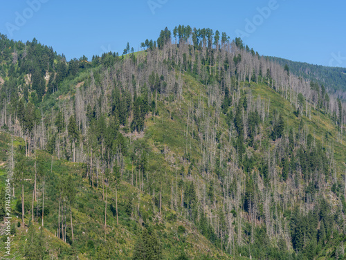Woods destroyed by the European spruce bark beetle, whose scientific name is Ips typographus, the beetle that is ravaging the forests. Italian Alps