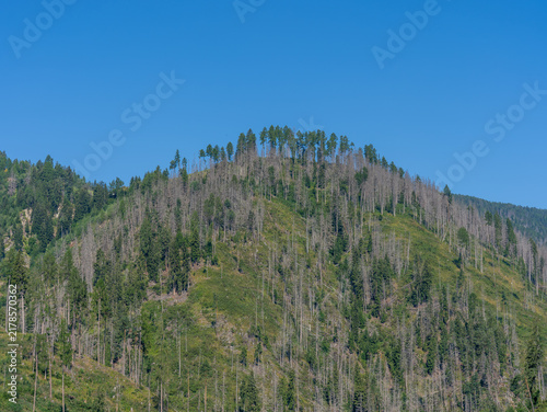 Woods destroyed by the European spruce bark beetle, whose scientific name is Ips typographus, the beetle that is ravaging the forests. Italian Alps