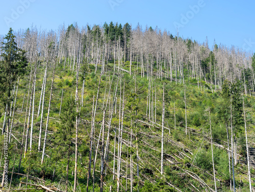 Woods destroyed by the European spruce bark beetle, whose scientific name is Ips typographus, the beetle that is ravaging the forests. Italian Alps