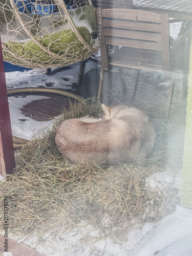 Husky Dog Sleeping Curled Up on Hay in Snowy Winter