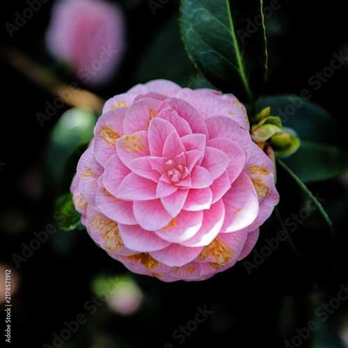 Nahaufnahme einer rosa blühenden Kamelie